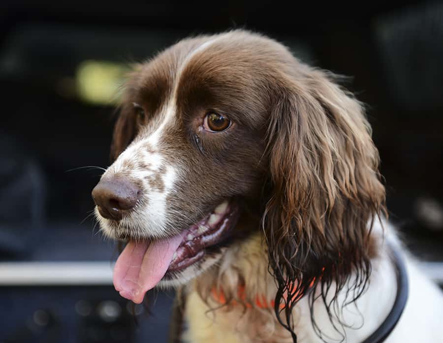 Penny the conservation dog