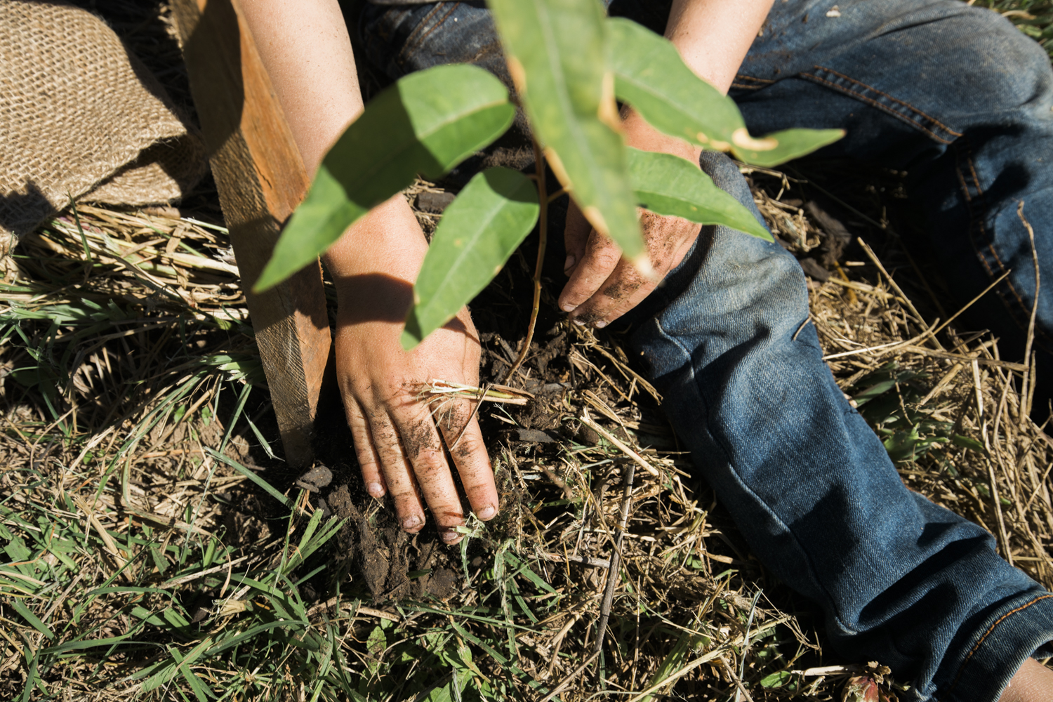 Planting koala trees