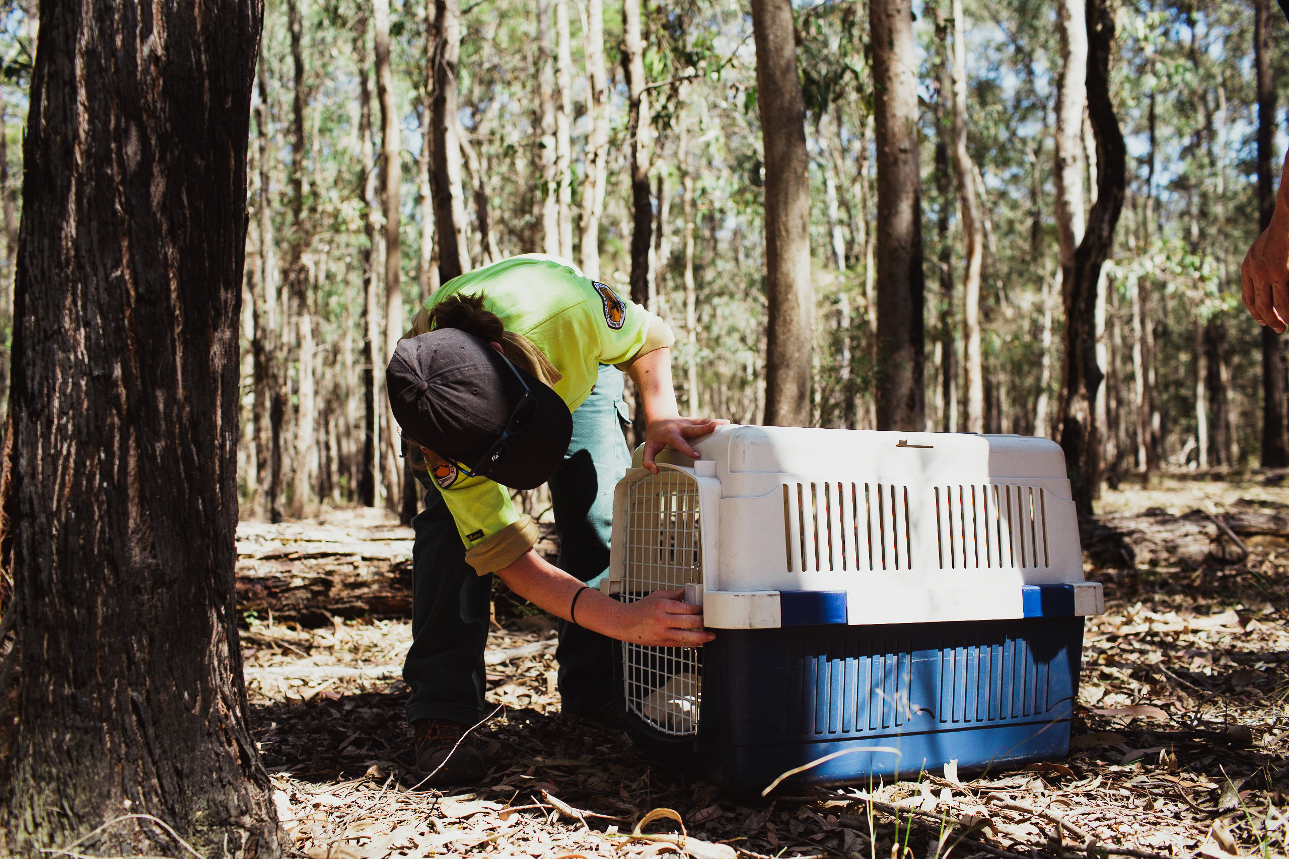 Wollondilly Koala Project Bear Hunt