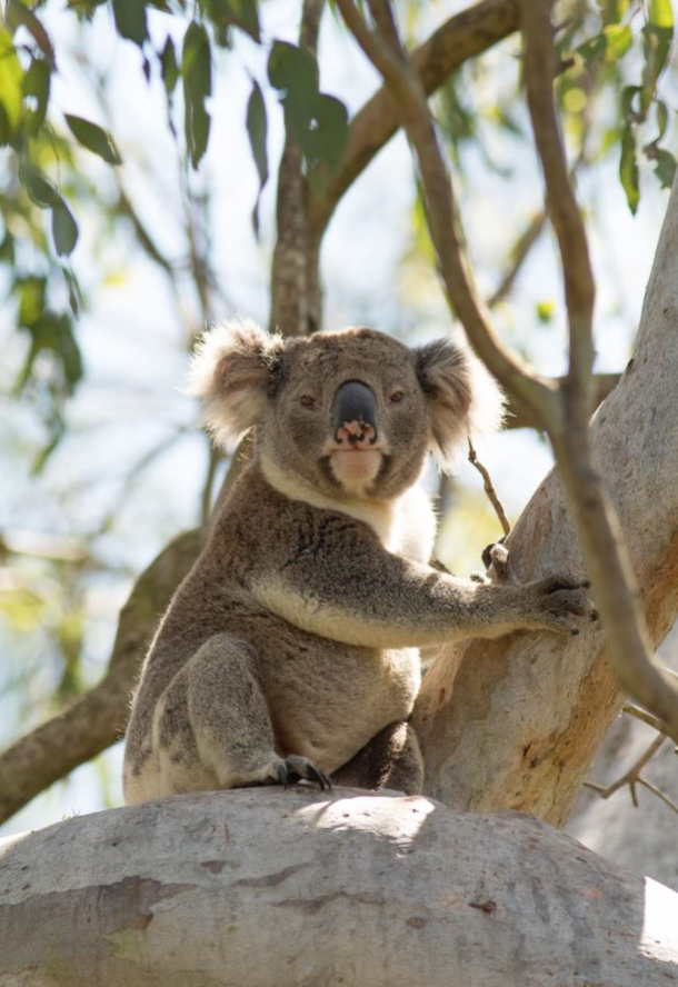 A koala in a tree