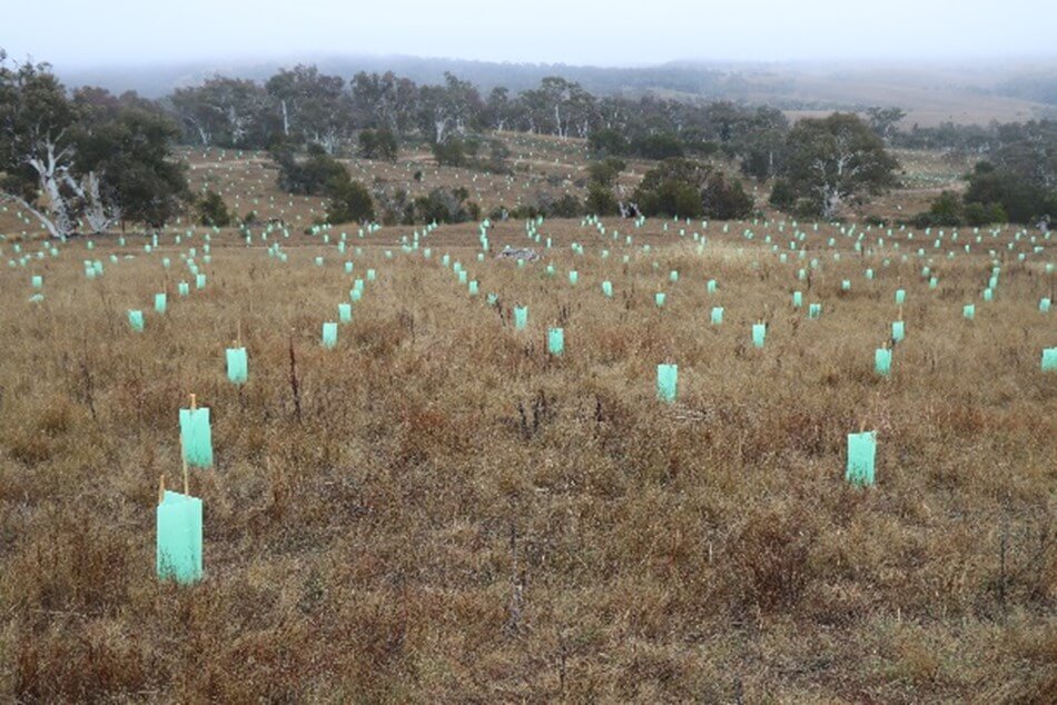 NPWS koala habitat restoration at Coornartha Nature Reserve