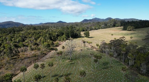 NPWS koala habitat restoration at Bindarri National Park