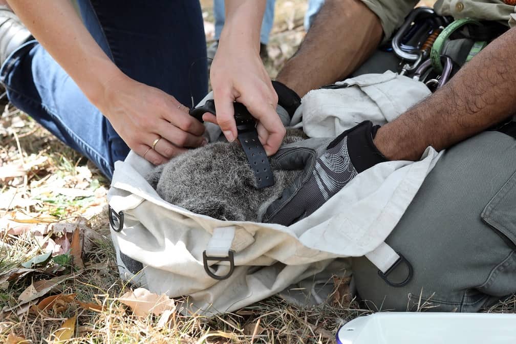 Koala with a collar