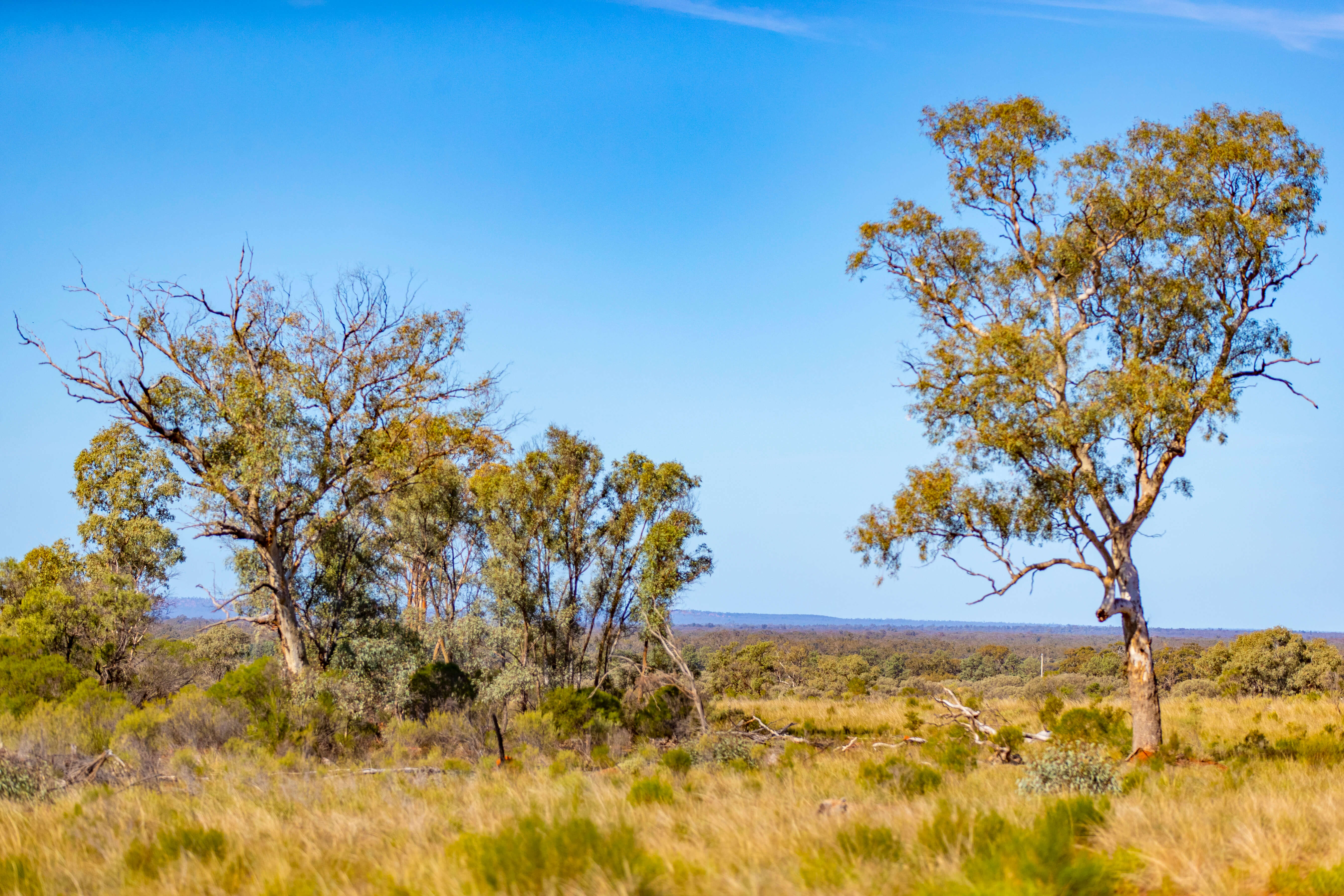 View of horizon showing trees and grassland in foreground against blue skyline.