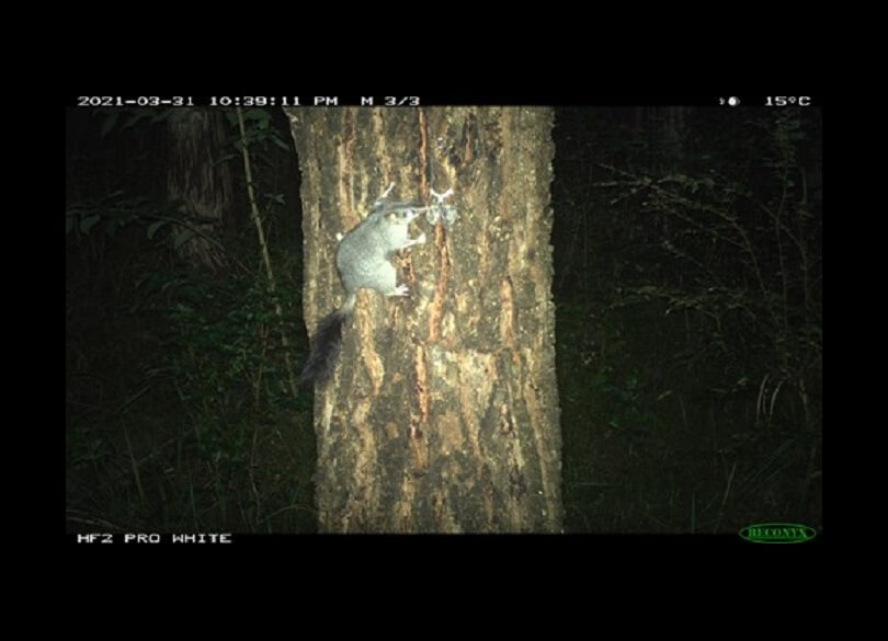 Brush-tailed phascogale (Phascogale tapoatafa) at biodiversity stewardship site near the Hunter