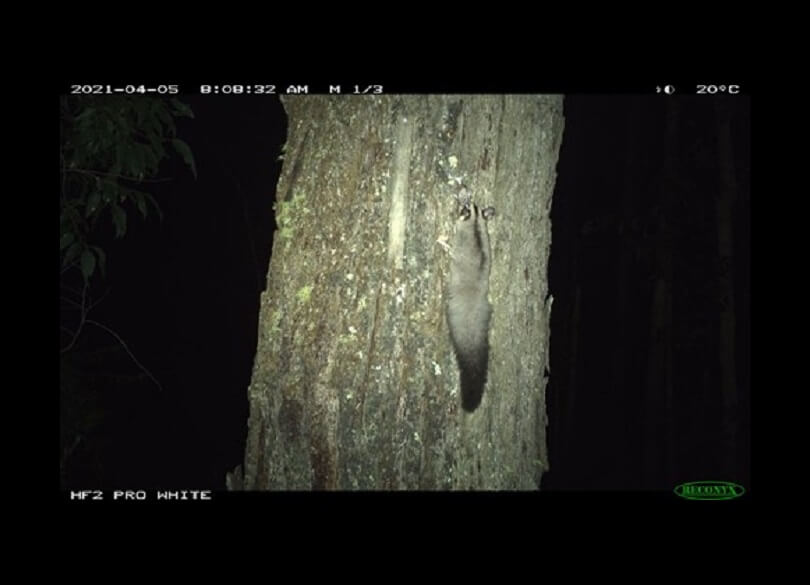 Squirrel gllider (Petaurus norfolcensis) at biodiversity stewardship site near the Hunter