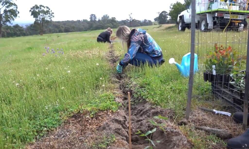 Volunteers plant tree saplings at Guula Ngurra National Park
