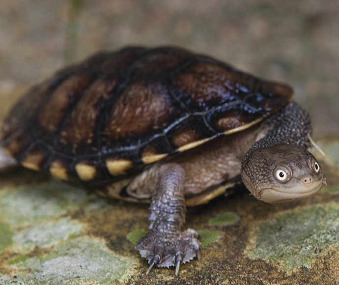 An Eastern Long-necked turtle.