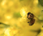 A honeybee on a bright yellow wattle flower.