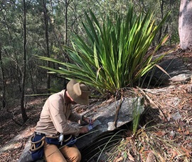 Hub researchers collecting fuel measurements. Sitting on an embankment with a large green grassy plant, rocks and trees.