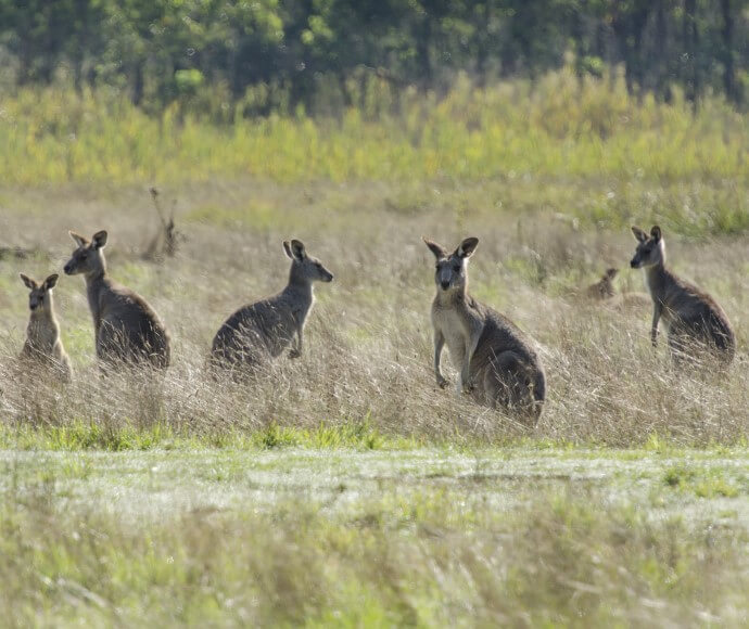 Kangaroos, Kosciuszko National Park