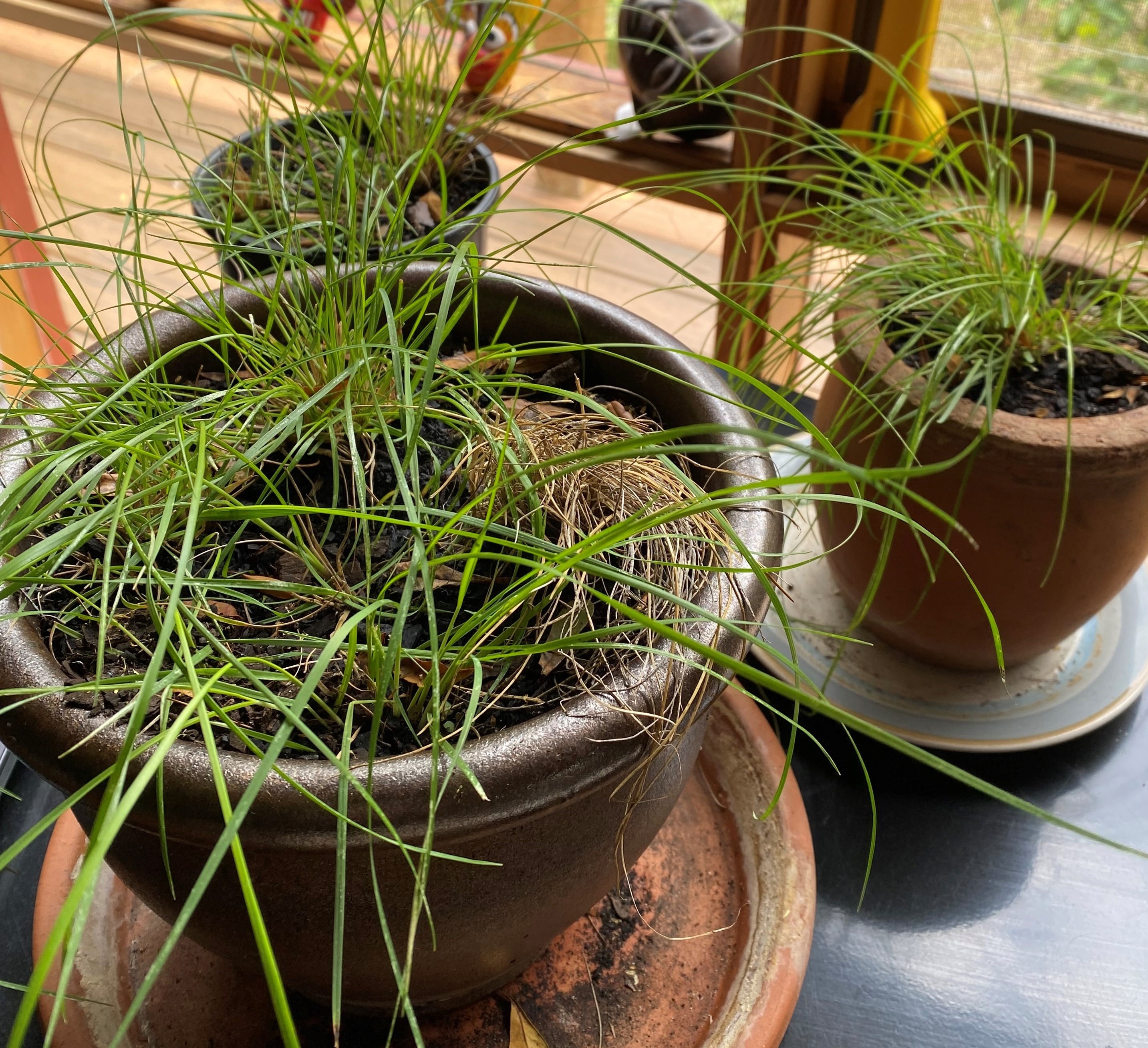 Budawangs wallaby grass (Plinthanthesis rodwayi) in pots.
