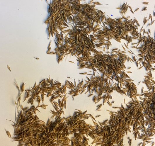 Hundreds of Budawangs wallaby grass seeds spread out on a white surface.