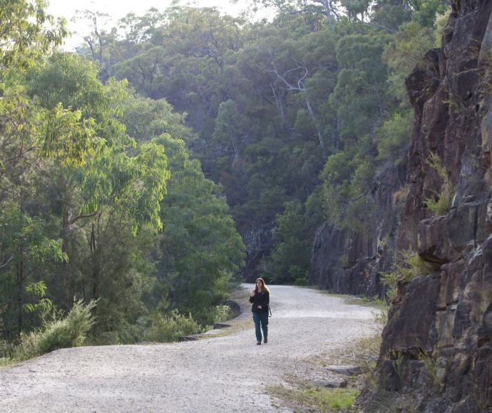 Visitor walks along the convict built Old Great North Road in Dharug National Park