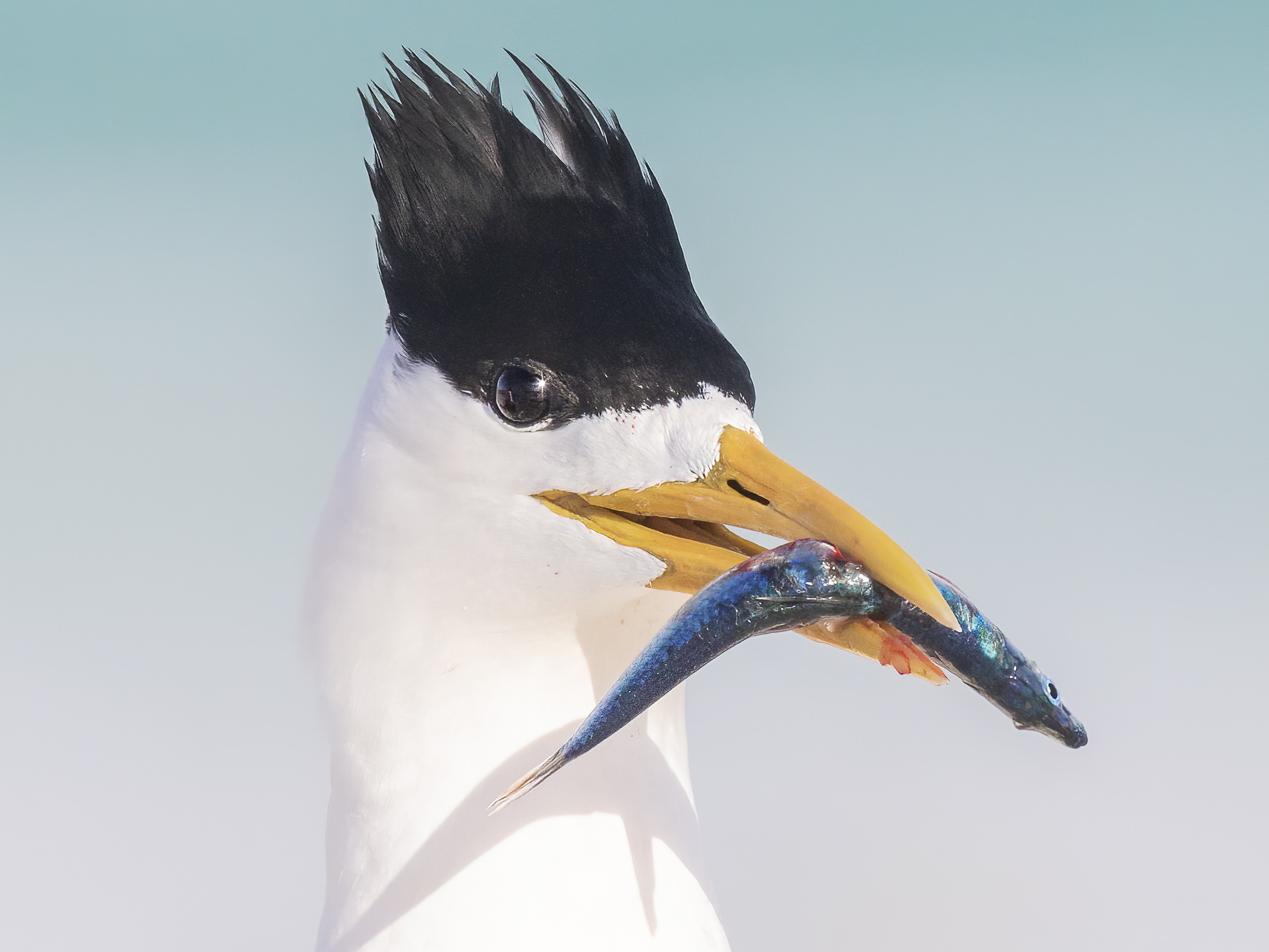 A white bird with a large black crest on its head holding a blue fish in its mouth