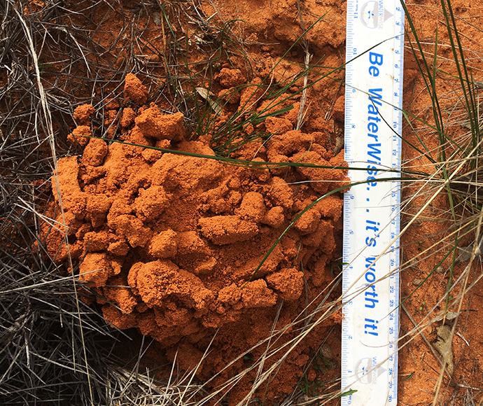 Red dirt dug out into a pile by beetles