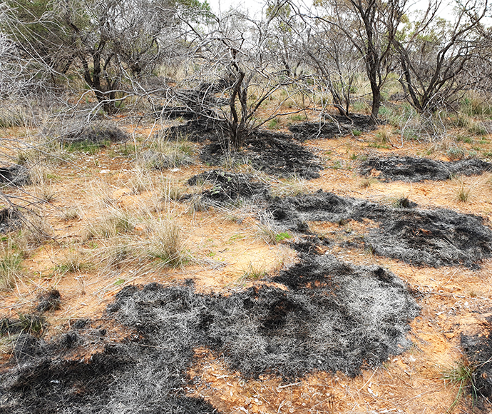 Yellow soil and grass with a grey charcoal pattern burned through it, showing where the fire travelled during the cultural burning