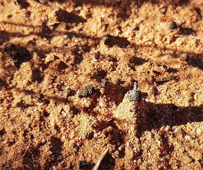 Freshly rained on soil with a gumnut sitting neatly on top of a small mound of soil that has remained in tact