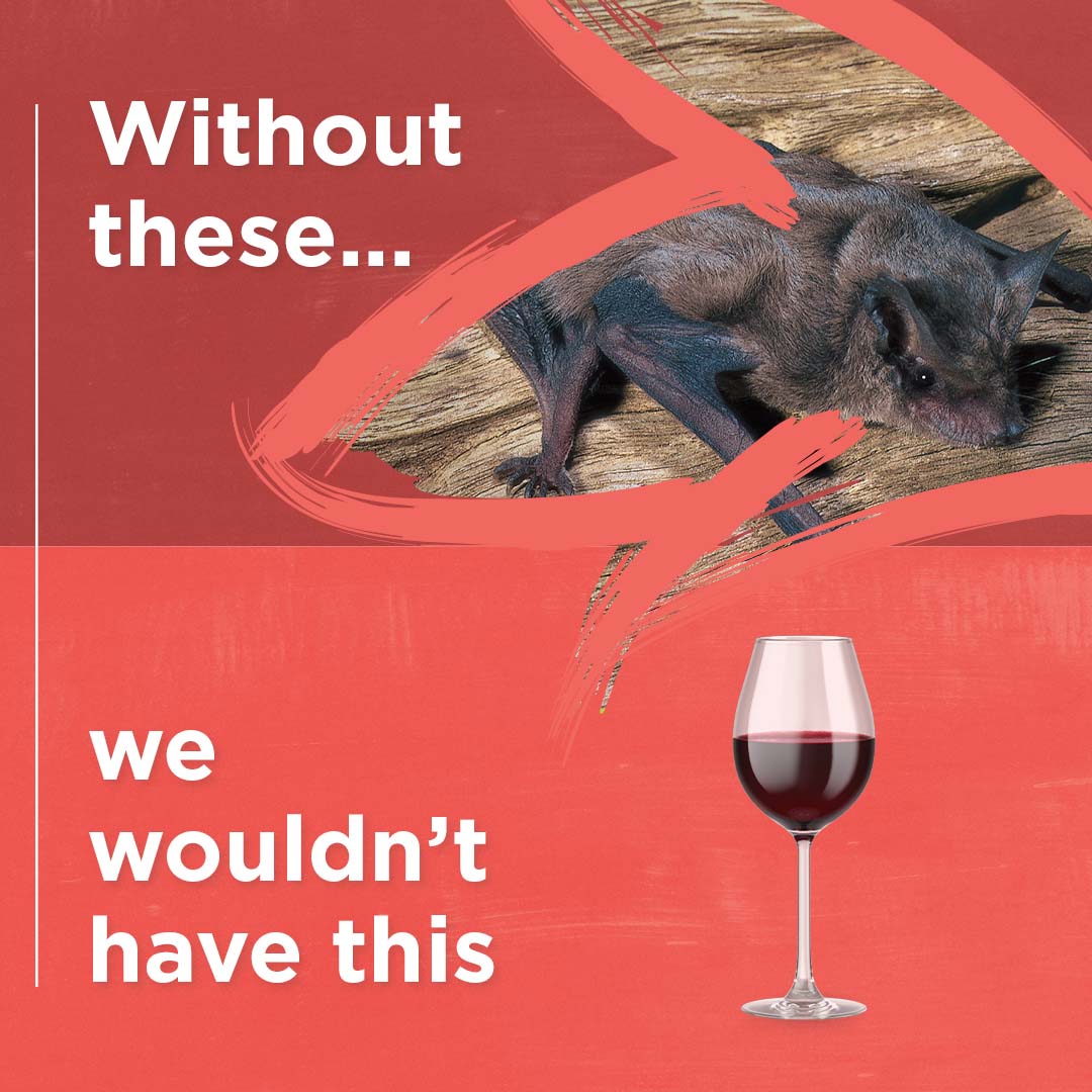 Without the large bent-winged bat, we wouldn't have wine