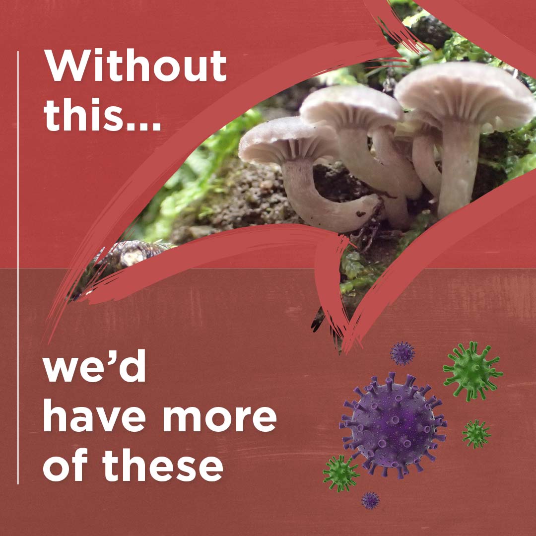 mushrooms and disease 