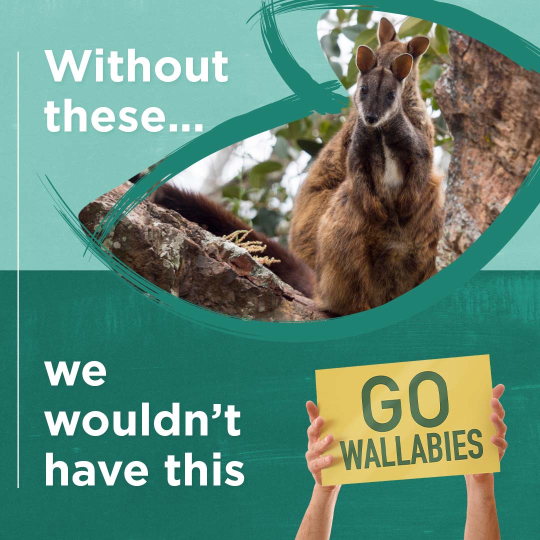 Wallabies and a sign saying 'go wallabies' referring to the sports team