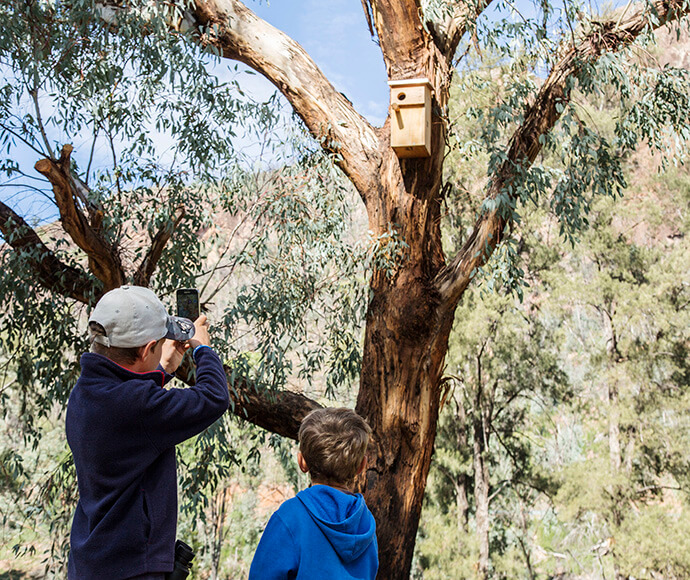 Two children in the foreground with their back to the camera taking a photo of a bird nest box attached to the trunk of a large tree at Burbie Canyon track in Warrumbungle National Park