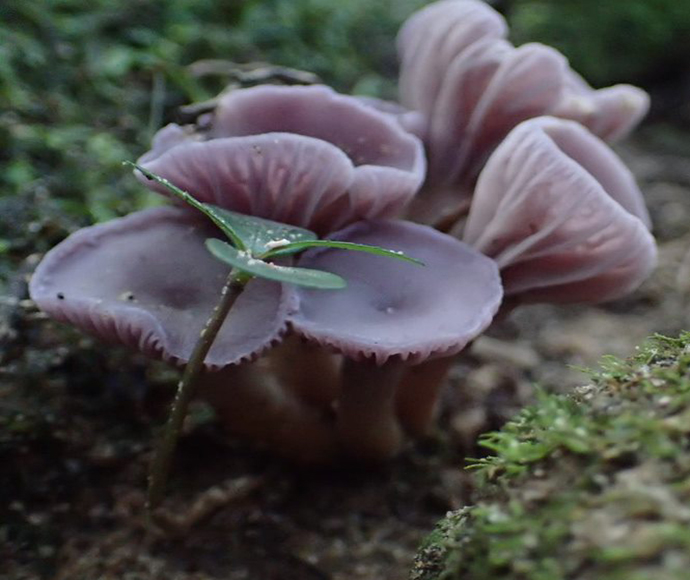 A cluster of small purple mushrooms