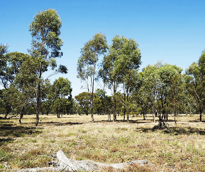 A field of grass with some native trees
