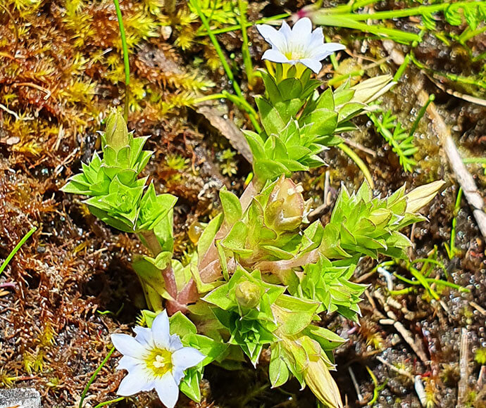 A plant with vibrant green triangular leaves and a white flower