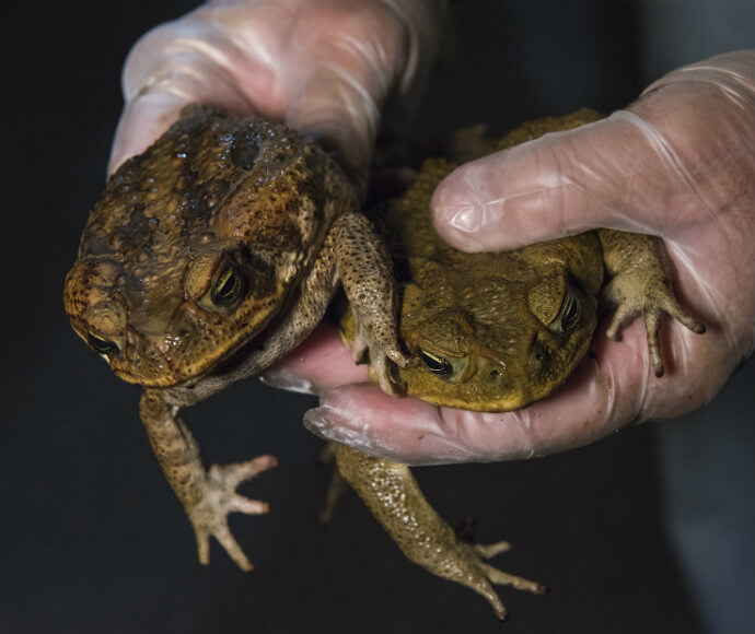 Pair of cane toads being held by gloved hands