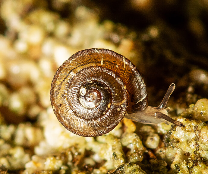 Close up of a snail crawling.
