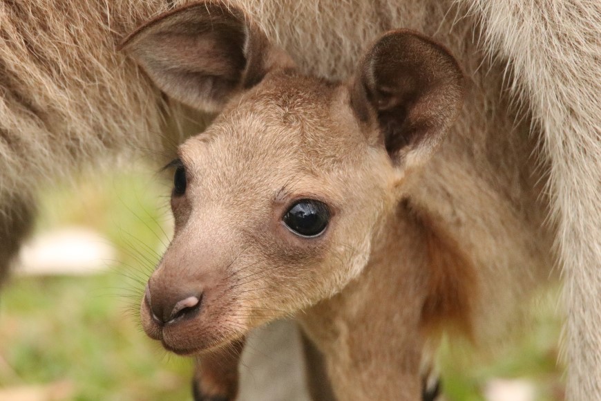 An eastern grey joey (Macropus giganteus) in its mother's pouch