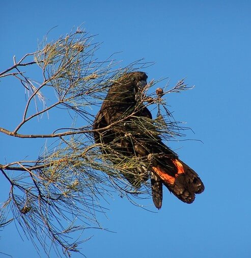 Glossy black cockatoo feeding on seeds of belah with a backdrop of bright blue sky