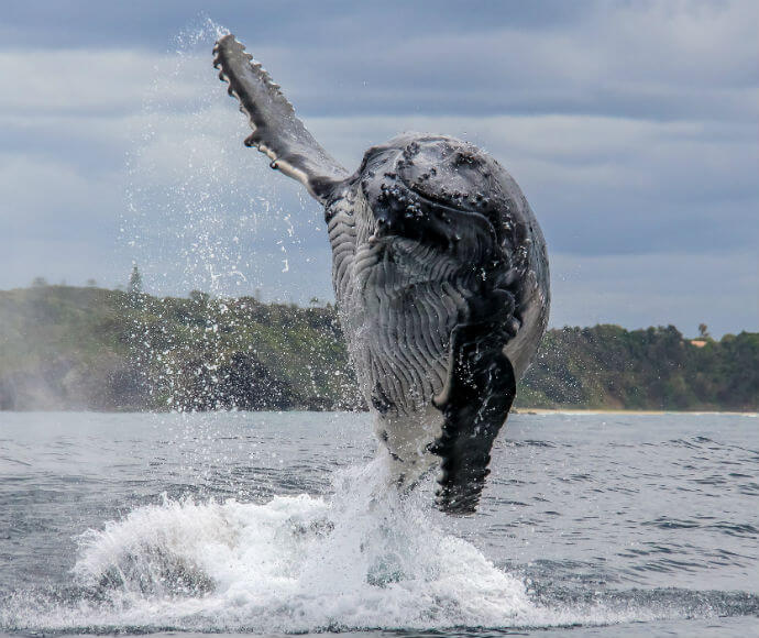 A humpback whale (Megaptera novaeangliae) breaching off the NSW North Coast