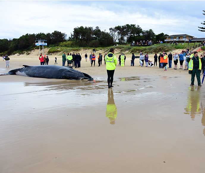 A beached whale on a sandy beach with a group of people gathered around it. One person is wearing a high-visibility vest, indicating an organized response. The background includes buildings and vegetation under an overcast sky.