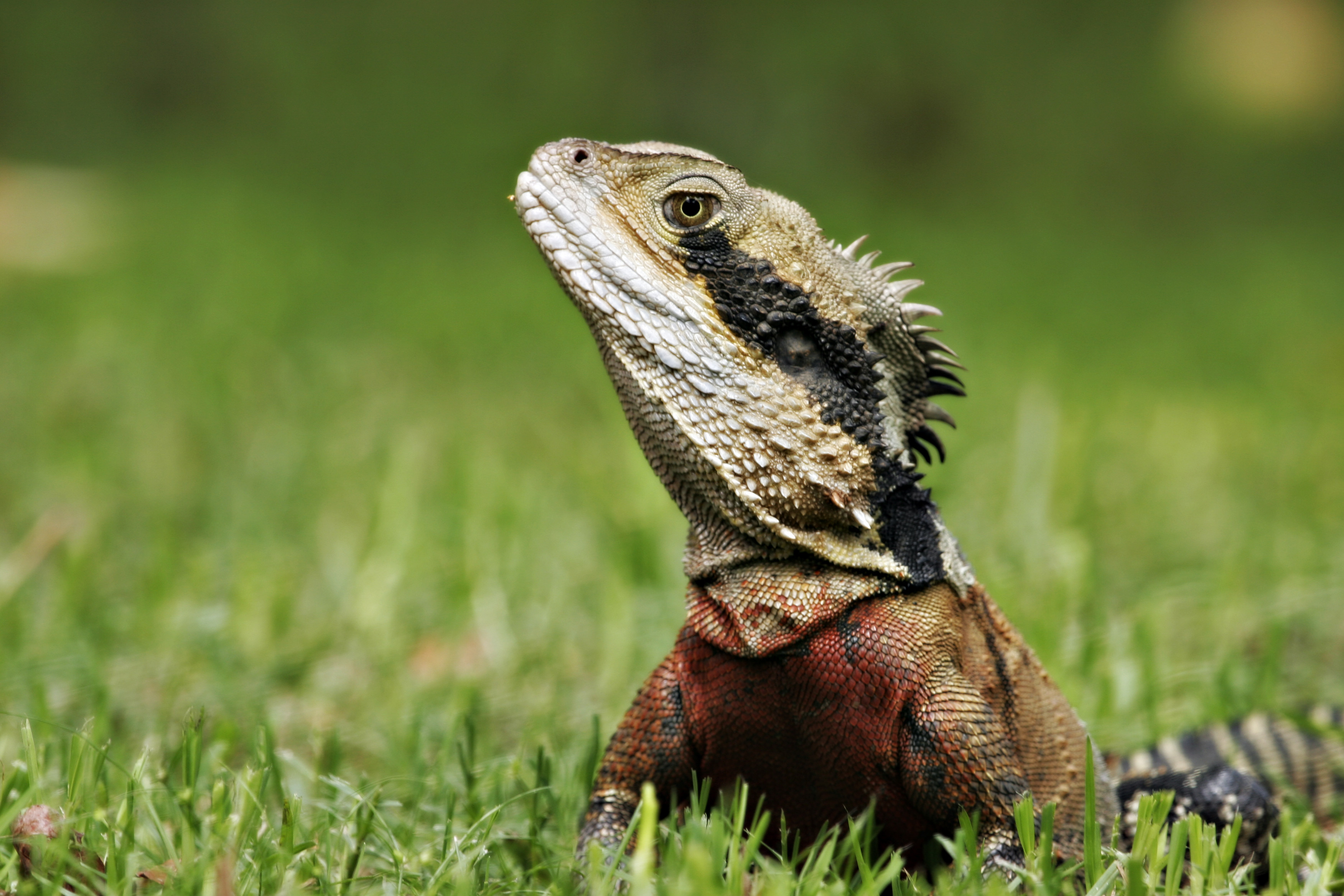 Closeup of a male Eastern Water Dragon Intellagama lesueurii looking to the left