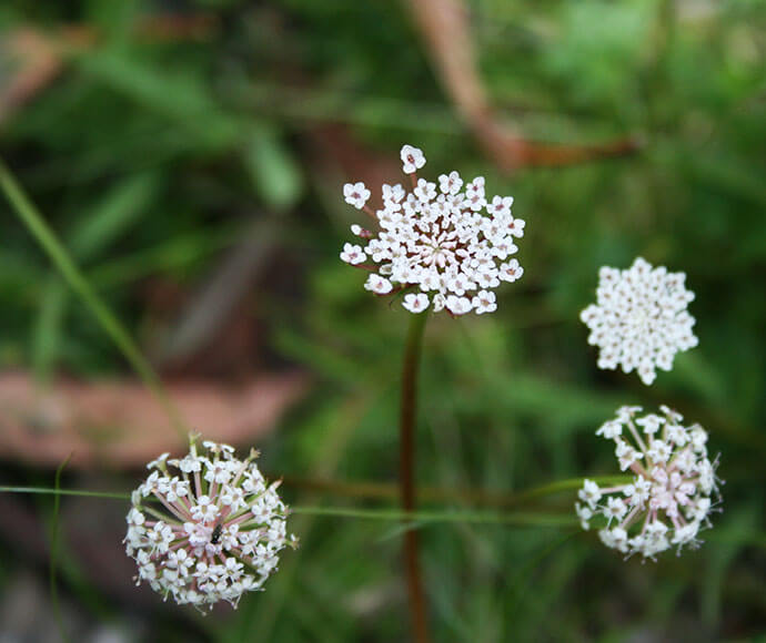 A plant with long stems extending out with a ball of tiny white flowers growing from the tips.