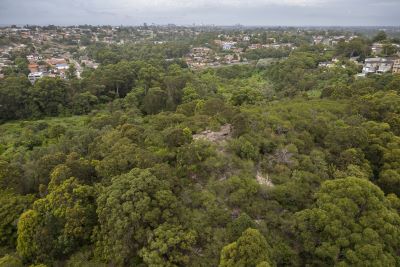 Aerial view of native trees in a park with city homes in the distance behind them