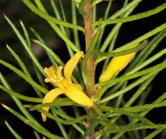 Close up of North Rothbury bright yellow flowers.
