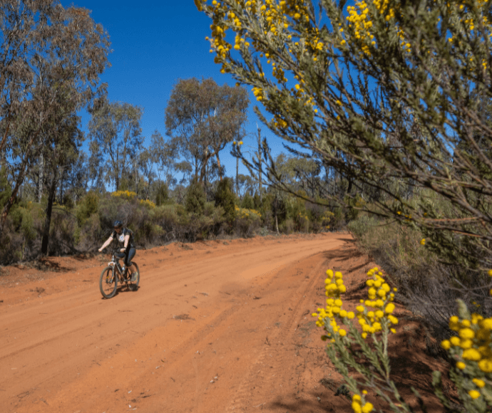 Cyclist rides dirt road through Pilliga National Park with Acacia in foreground.