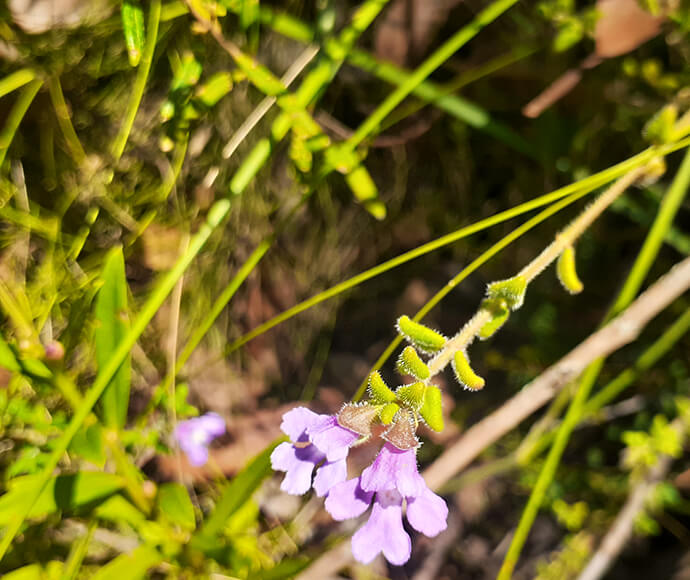 Close-up of small purple flowers with four petals each, growing on a slender green stem with fine hairs, surrounded by vibrant green grass and moss in natural sunlight.