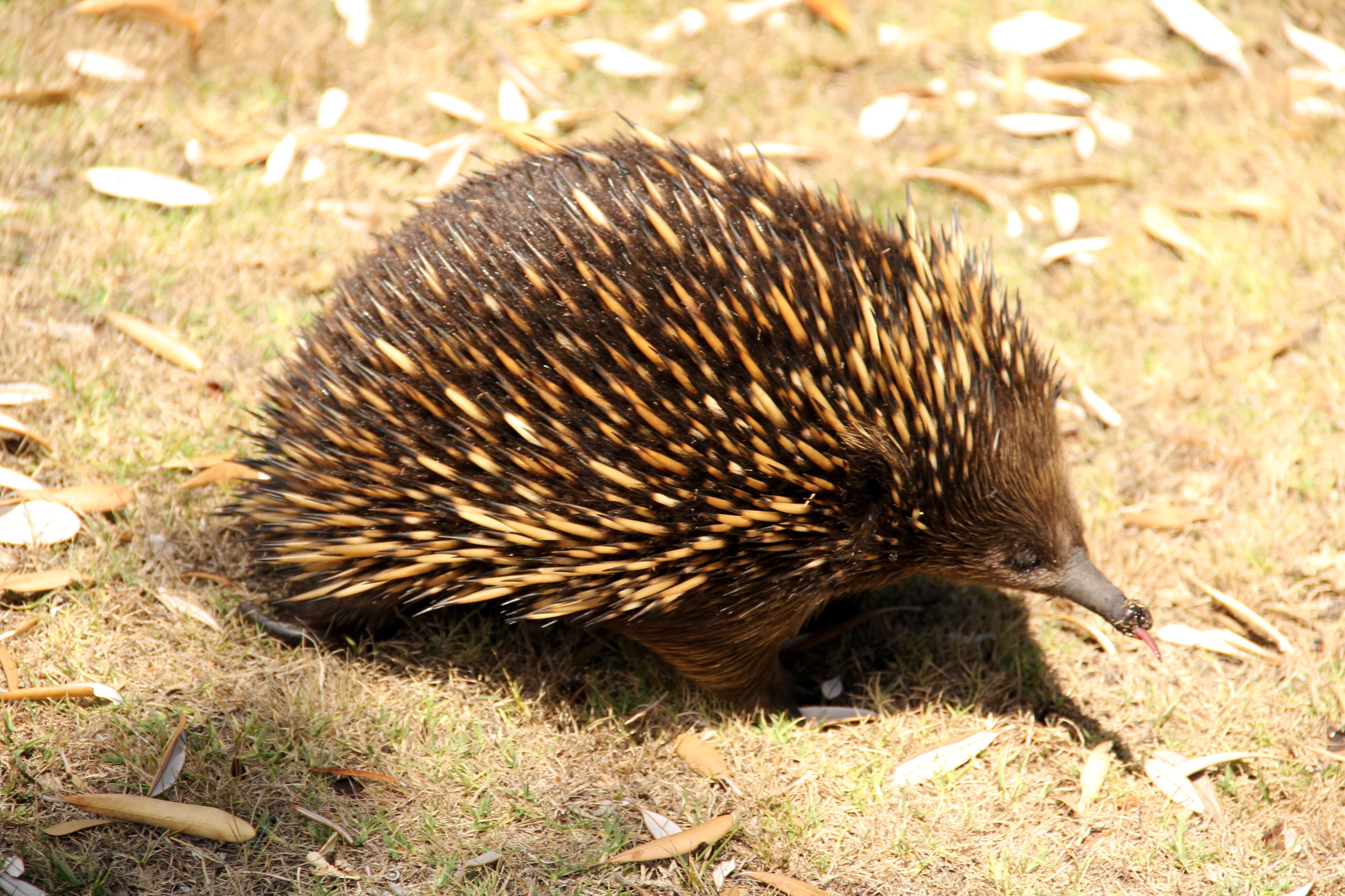 A short beaked echidna makes its way across a dry grassy landscape scattered with dry leaves.