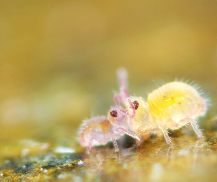 Sminthurides species a juvenile aquatic male and female practice their courtship display by the side of a river (Cape Tribulation, January 2016)