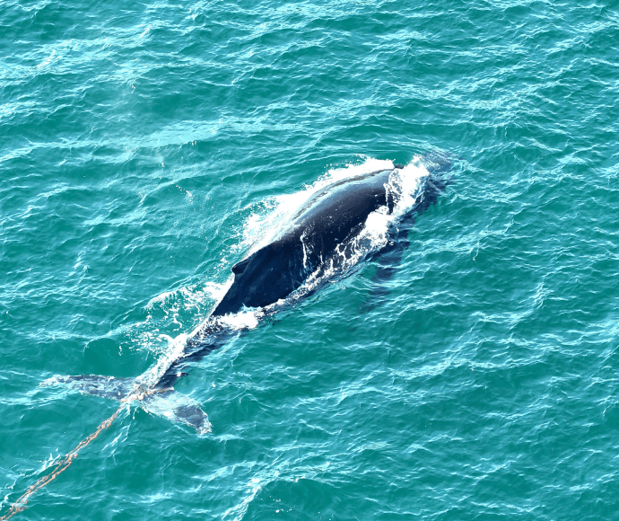 A humpback whale with orange rope tangled around its tail
