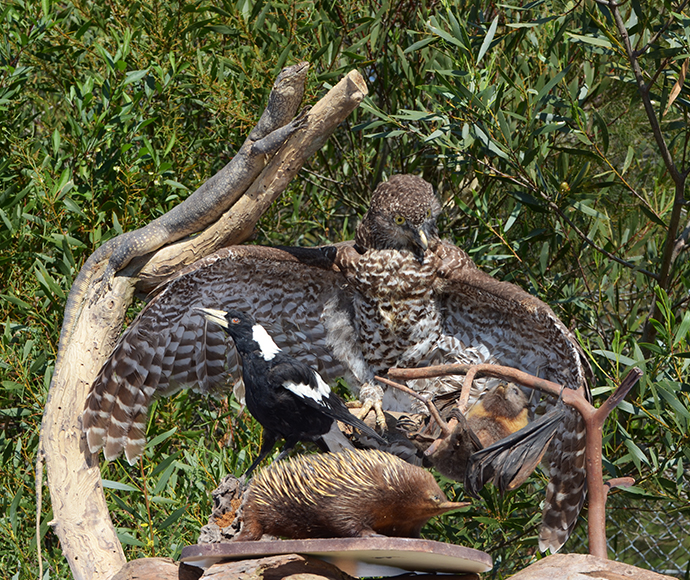Group of taxidermy (powerful owl, grey-headed flying-fox, Australian magpie, lace monitor, short-beaked echidna) on display at Royal National Park