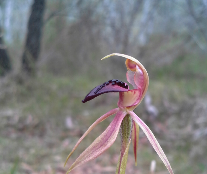Close-up of a thick-lipped spider orchid (Caladenia tessellata) with maroon and white petals and a curved labellum featuring dark red markings, set against a blurred natural background.