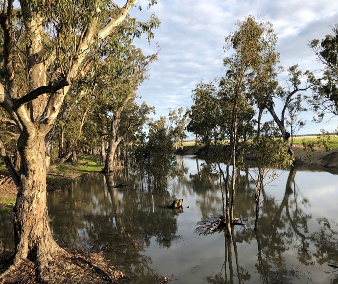 A serene view of Bullatale Creek with calm waters reflecting the sky and surrounding eucalyptus trees. A partially submerged log adds a natural element to the tranquil scene.