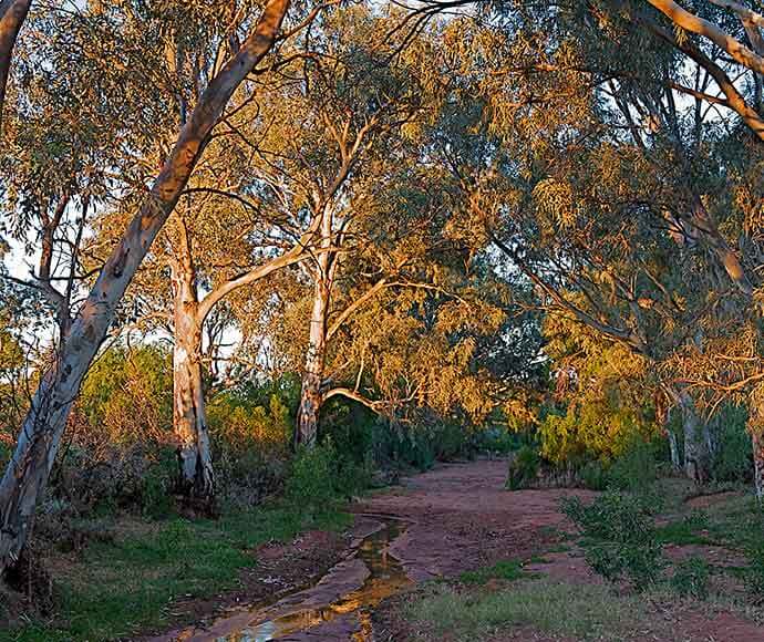 A dirt path winding through a dense eucalyptus grove with sunlight filtering through the leaves, casting a warm glow on the scene.