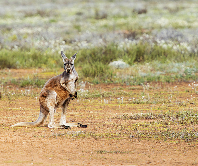 A kangaroo in Wilandra National Park