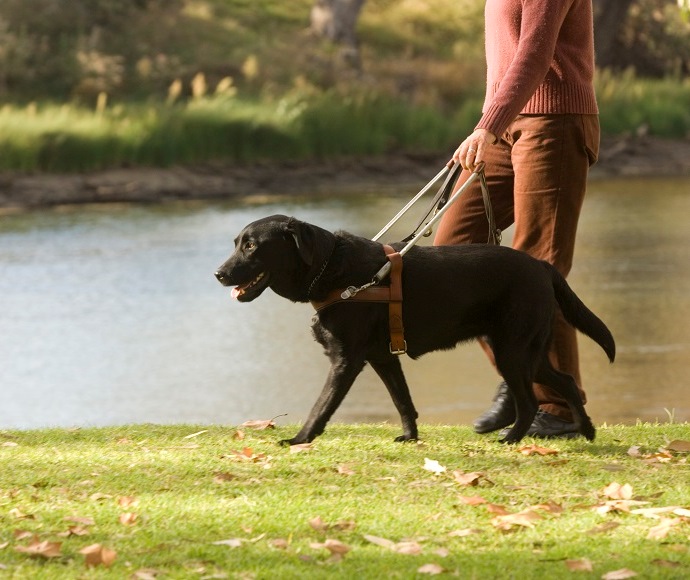 Assistance dog walking with person in a park by a river